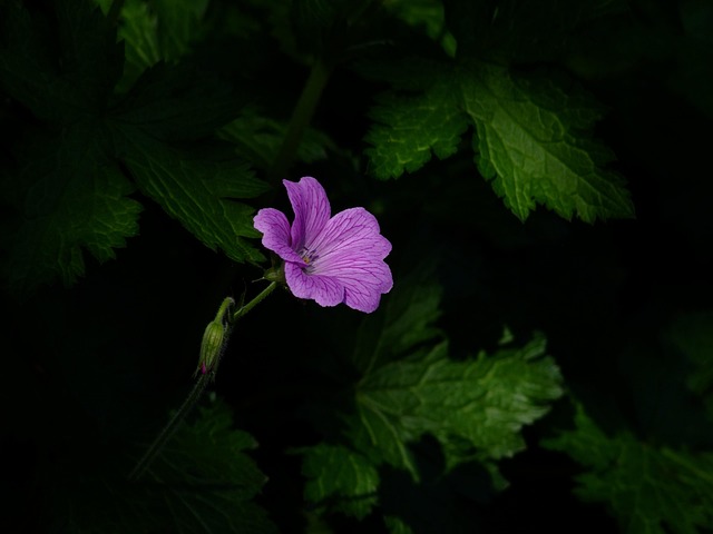 flower-193588_640