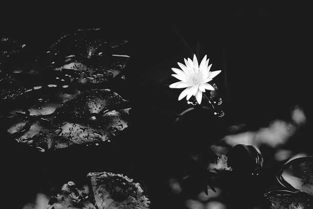 water-lily-1015215_640