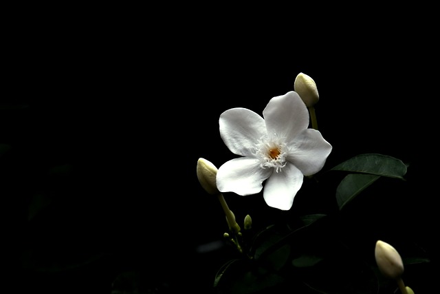 white-flower-7990645_640